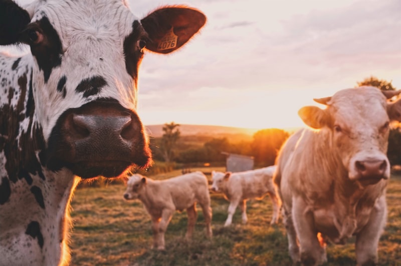 Grass-fed Montana cattle