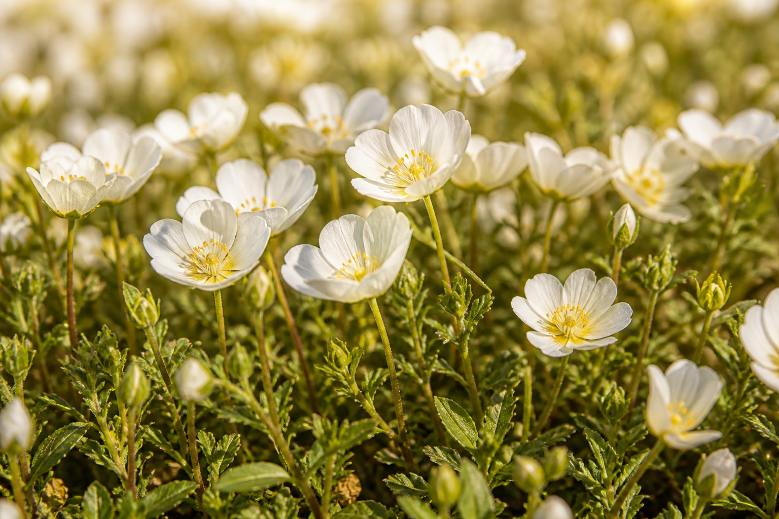 Meadowfoam bloom