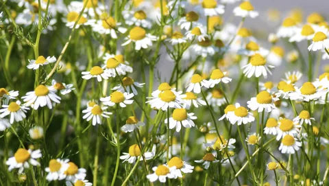 Blue chamomile flowers