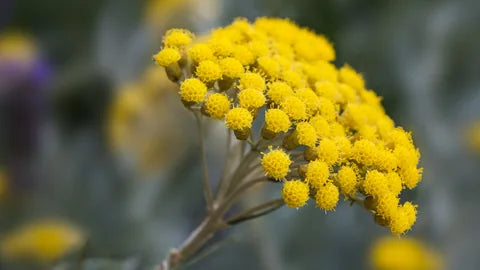 Immortelle flower