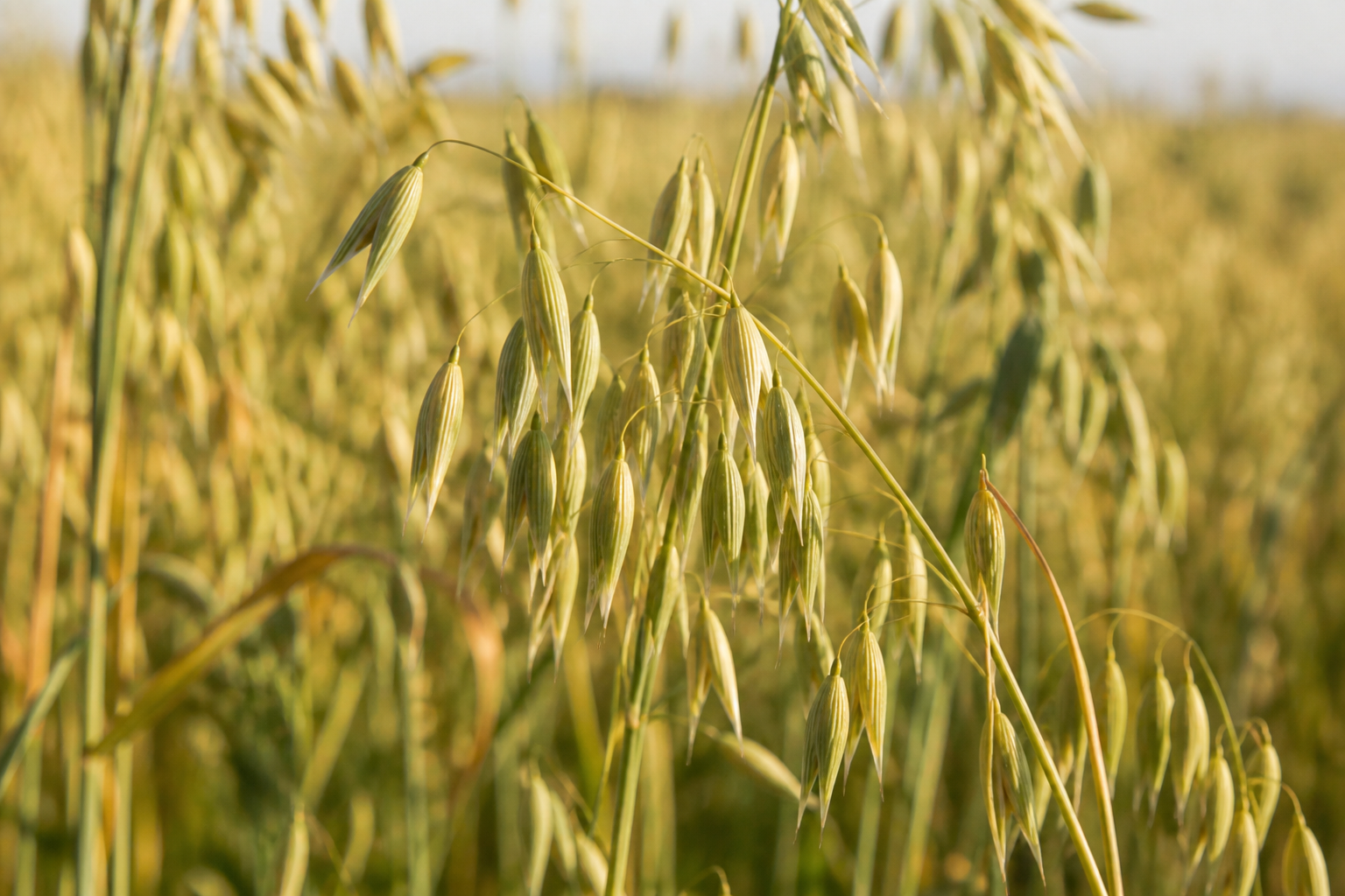Cold-pressed oat