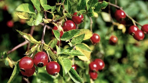 Rosehips on the plant