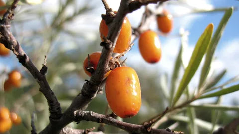 Sea buckthorn berries on the shrub