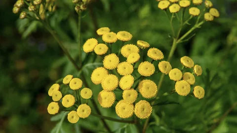 Blue tansy plant