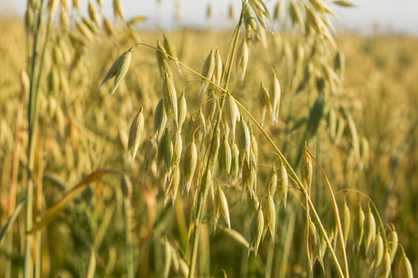 Cold-pressed oat